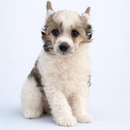 Alice - Sable female Chinese Crested puppy in Destin, Florida from Fairy Tale Cresteds