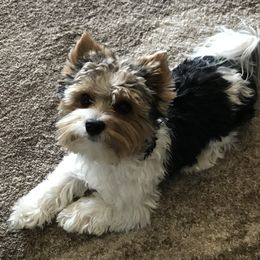 Biewer Terrier All Grown Up from Shanks' Biewer Terriers