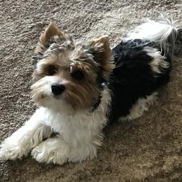Biewer Terrier All Grown Up from Shanks' Biewer Terriers