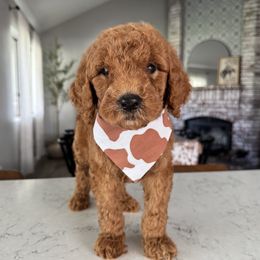 Buck - Red  male Goldendoodle puppy in Bakersfield, California from Diamond K Doodles