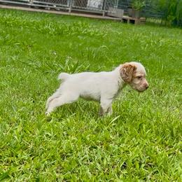 Cynergy - Orange roan female Brittany puppy in Stillwater, Oklahoma from Kennel de Fowler