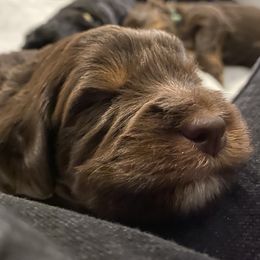 Assorted Doodle Crosses Puppies from Doodles Domain