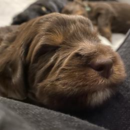 Assorted Doodle Crosses Puppies from Doodles Domain