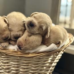 Girl 5 - Golden female Golden Retriever puppy in Albany, Georgia from Sassafras Goldens