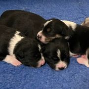 Australian Koolie puppies from Kismet Mountain Koolies