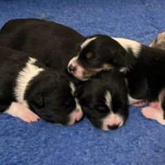 Australian Koolie puppies from Kismet Mountain Koolies