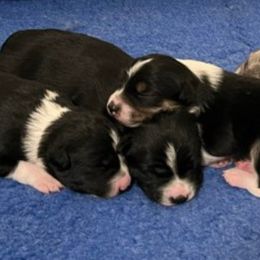Australian Koolie puppies from Kismet Mountain Koolies