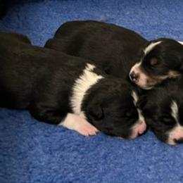Australian Koolie puppies from Kismet Mountain Koolies