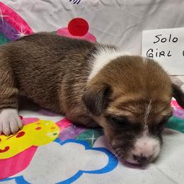 Solo girl 6 - Red and white female Basenji puppy in Caldwell, Texas from Candyce Witte