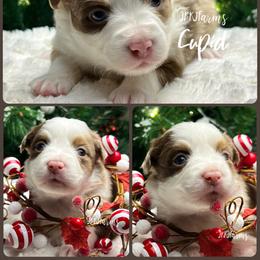 (7) Cupid, RMF - Red merle female Miniature American Shepherd puppy in Huntington, Texas from JKKJ Farms
