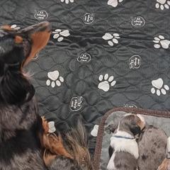 Dachshunds from The House of Doxies