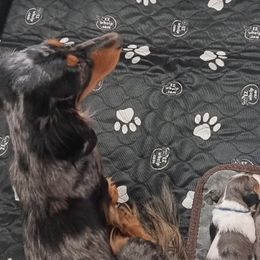 Dachshunds from The House of Doxies