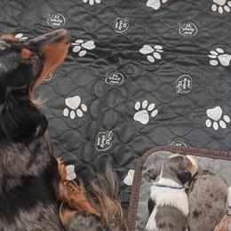 Dachshunds from The House of Doxies