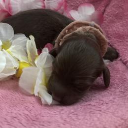 Siesta - Chocolate and cream female Dachshund puppy in Bradenton, Florida from Leah’s Suncoast Doxies