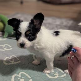 Girl 2 - White black and tan female Papillon puppy in Joshua, Texas from Summertime Kennels