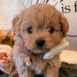 Elizabeth Blaire - Adult 10-12 lb - female Cavapoochon puppy in Fairmont, West Virginia from Family Raised Heirloom Companions
