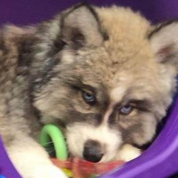 Gemini - Agouti and white female Siberian Husky puppy in East Tawas, Michigan from BurnsBerg's Woolies