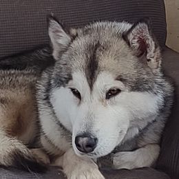 Nessie - Alaskan Malamute