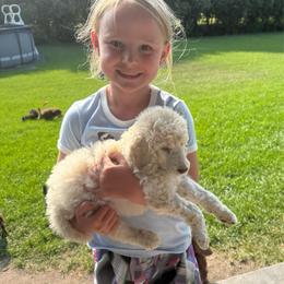 Girl 2 - Cream female Poodle puppy in Wentworth, South Dakota from PaintersPreciousPoodles