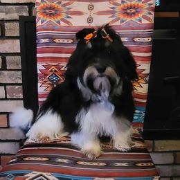 Drue - Havanese
