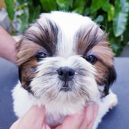 Dylan - Gold and white male Shih Tzu puppy in West Palm Beach, Florida from Must Be Love