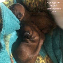 Shih Tzu Puppies from Shurbeez Shih Tzu