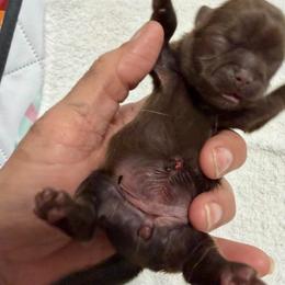 Girl 1 - Chocolate female Shih Tzu puppy in Ocala, Florida from Mimi's Shih-tzus of Ocala
