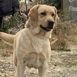 Fritos - Yellow female Labrador Retriever puppy in Dixon, California from Rosslyn Labradors (Rose-Line)