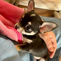 AKC Arya 3900.00 - Black and white female Chihuahua puppy in Northern, Colorado from Wild Mountain Chihuahuas