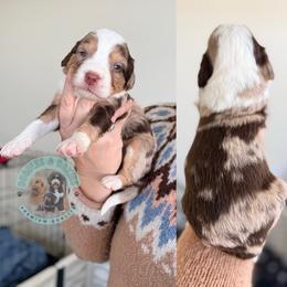 Dasher - Merle male Bernedoodle puppy in Marion, Ohio from Doodles & Doxies