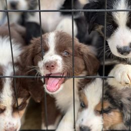 Pepper - Red tri-color Australian Shepherd puppy in Banning, California from Flying R Aussie Ranch