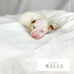W E L L S - Red  male Goldendoodle puppy in Cedar City, Utah from Cedar Doodles- Home of the Teddybear Goldendoodle