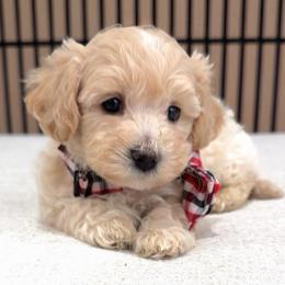 Cornbread - Apricot male Maltipoo puppy in Spring, Texas from GlamPaw Maltipoos