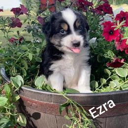 Miniature Australian Shepherd Puppies from Son Shine Farm