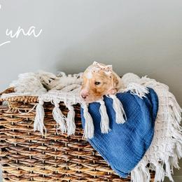 Luna White Collar - Fawn and white female Sheepadoodle puppy in Republic, Missouri from DOOD & Co