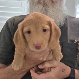 Biscuit - Dapple male Dachshund puppy in Plain City, Utah from Furry Godmother Pups
