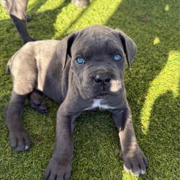 Black Collar Grey Boy - Gray male Cane Corso puppy in Nashville, Tennessee from Worldwide Kennels