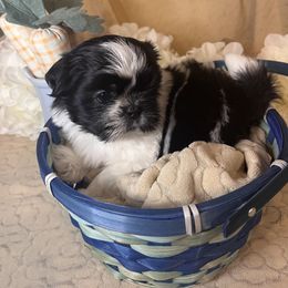 Snoopy - Shih Tzu puppy in Upland, California from Sassy AKC Shih Tzus