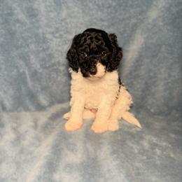 Harry F1b - Tri-color male Cavapoo puppy in Wamego, Kansas from Doodles of Oz