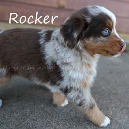 Rocker - Red merle male Miniature Australian Shepherd puppy in Godley, Texas from Flying H Toy and Mini Aussies