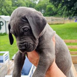 Henry - Blue male Great Dane puppy in Princeton, Indiana from Phantasm Farms