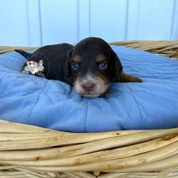 Snickers - Chocolate and tan male Dachshund puppy in Cave City, Kentucky from Mammoth Cave Dachshunds