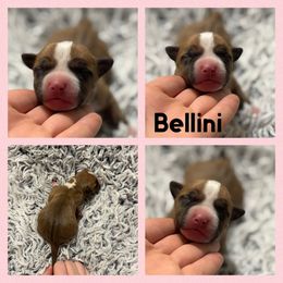 Bellini - Red female American Staffordshire Terrier puppy in Marietta, Georgia from Ambition Amstaffs