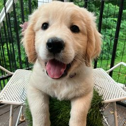 Golden Retriever puppies from Goldens Retreat