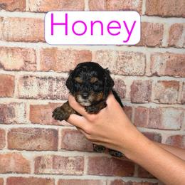 Honey - Black and tan female Cavapoo puppy in Calhoun, Georgia from Happy Top Doodles