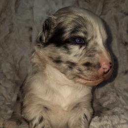 Blue Merle Male - Blue merle male Australian Shepherd puppy in Sioux Falls, Sd Area, South Dakota from Diamond Aussies N the Rough