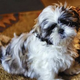 Shih Tzu Puppies from Willow Lane Shih Tzus