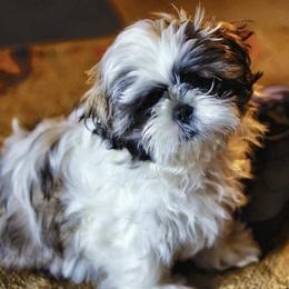 Shih Tzu Puppies from Willow Lane Shih Tzus