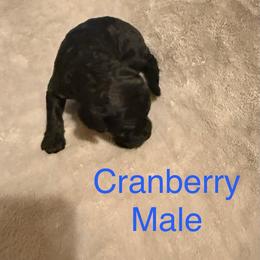Cranberry - Brindle male Poodle puppy in Piqua, Kansas from Legacy Farms Standard Poodles