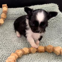 Henley - Black and white male Chihuahua puppy in Choctaw, Oklahoma from Savvy Chihuahuas of Oklahoma